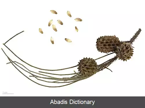 عکس درخت دم اسبی