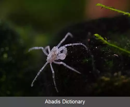 عکس عنکبوتی خرچنگ واران
