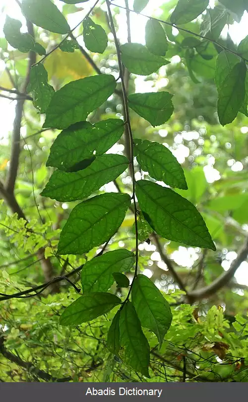 عکس استربلوس