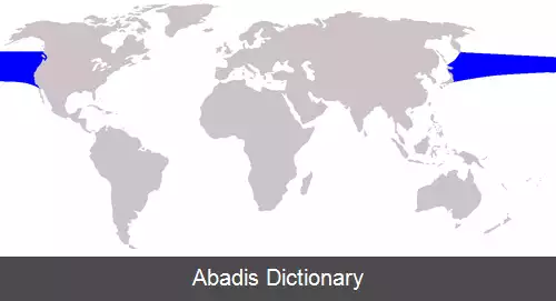 عکس دلفین صاف شمالی