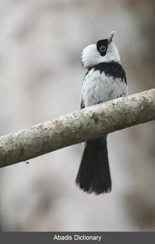 عکس مگس گیر ابلق