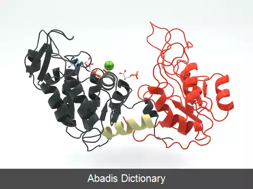 عکس فسفوگلیسرات کیناز