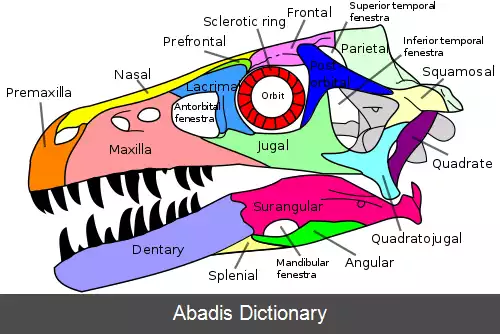 عکس استخوان جلوپیشانی