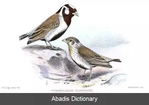 عکس چکاوک گنجشکی سربلوطی
