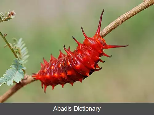 عکس زراوندپران