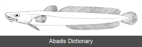 عکس درازماهیان