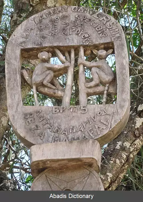 عکس بیزا ماهافلی