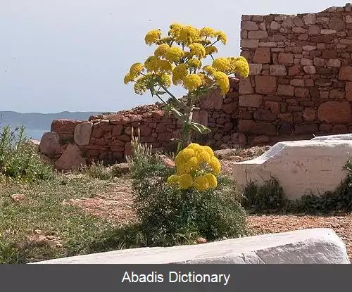 عکس رازیانه غول پیکر