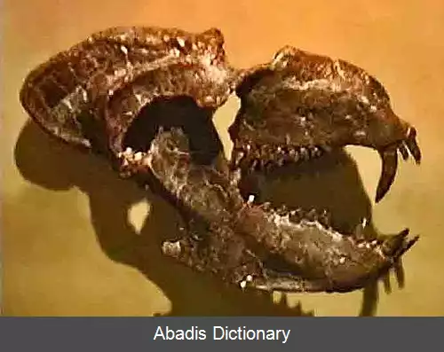 عکس ممتازدندان