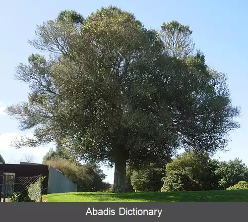 عکس استربلوس هتروفیلوس