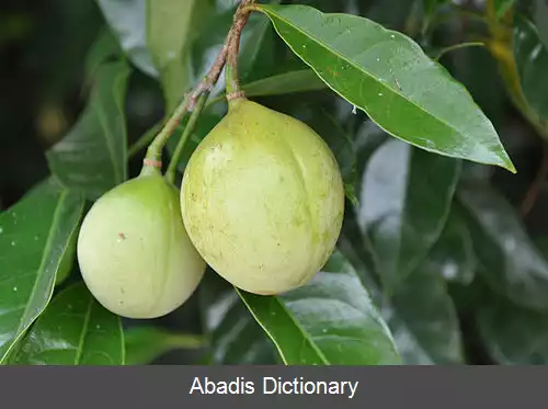 عکس بسپاسه