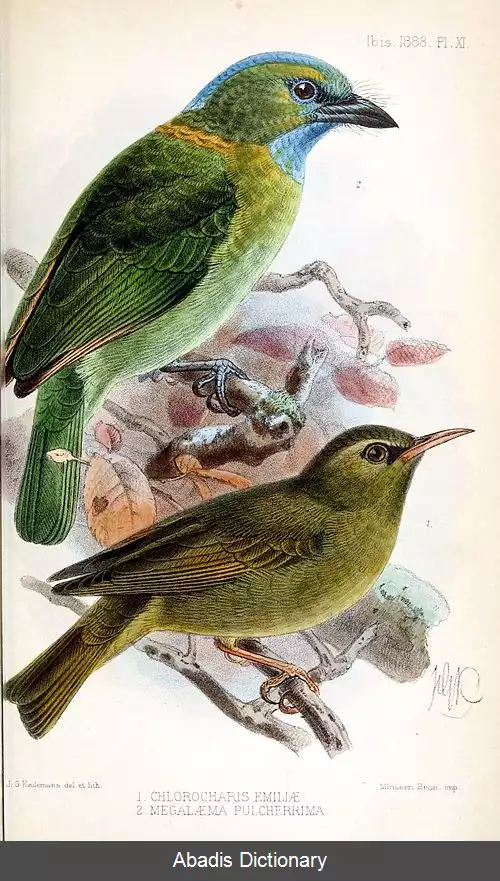 عکس چشم سیاه کوهی