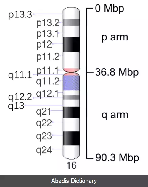 عکس کروموزوم ۱۶ (انسان)