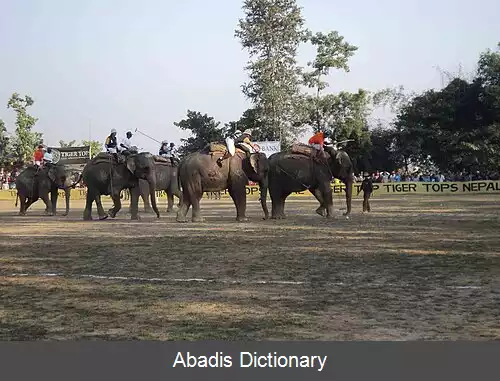 عکس چوگان با فیل
