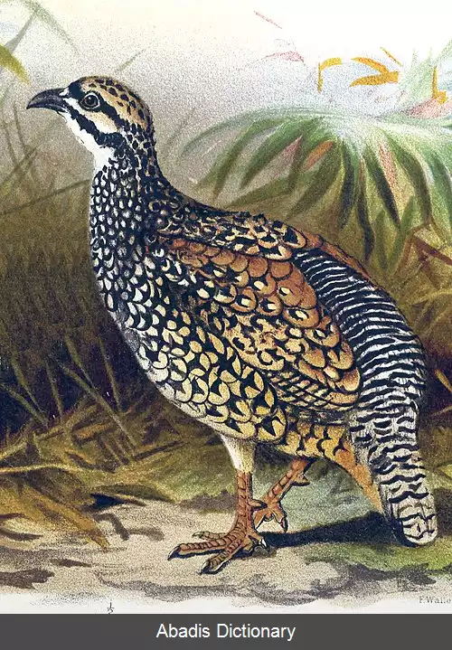عکس دراج چینی
