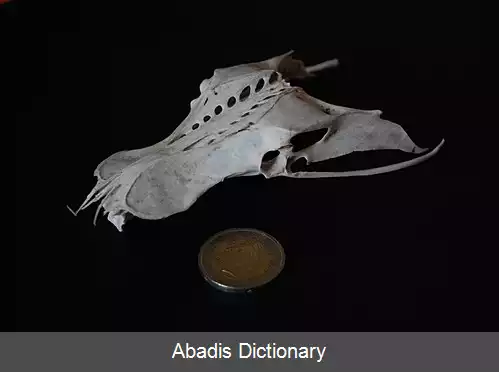 عکس استخوان هم خاجی