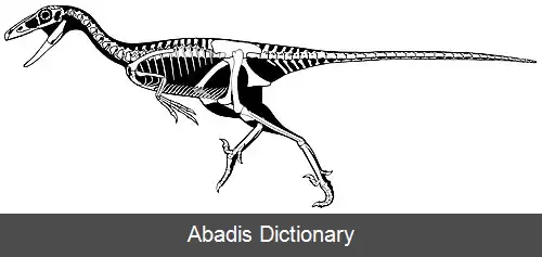 عکس ترودونتیدس