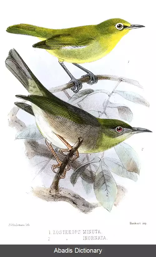 عکس چشم سفید کوچک
