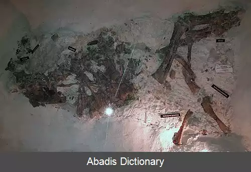 عکس سیلسور