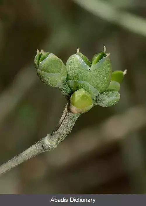 عکس ارمک رونده