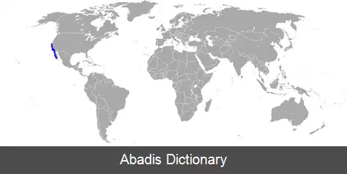 عکس سپرماهی خالدار