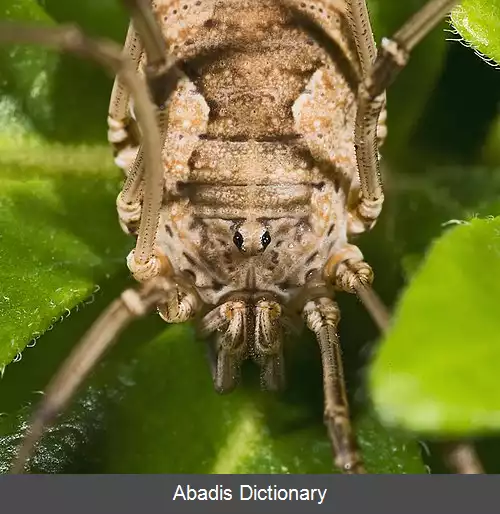 عکس عنکبوت خرمن