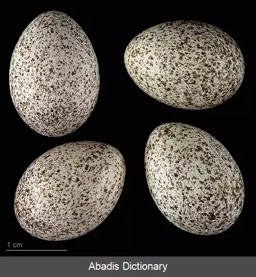 عکس سسک رودخانه ای