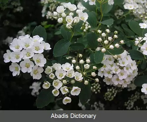 عکس اسپیره کانادایی