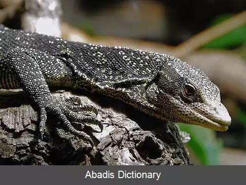 عکس بزمجه درختی خالدار طلایی