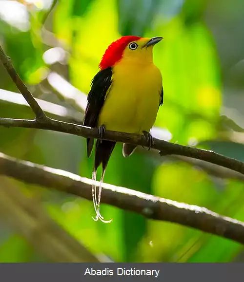 عکس رنگینک دم سیمی