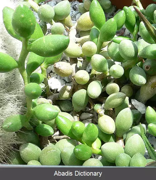 عکس آدرومیسگاس