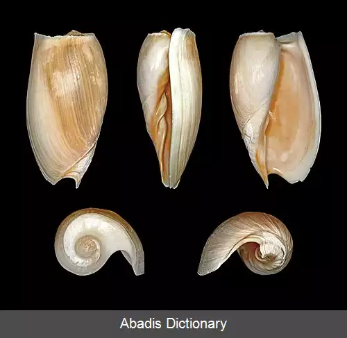 عکس زورقک خرطومی درغین