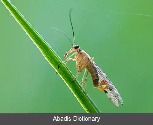 عکس مگس عقرب ها