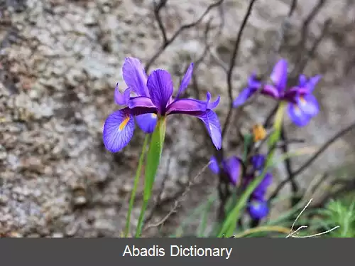 عکس زنبق ریش زرد