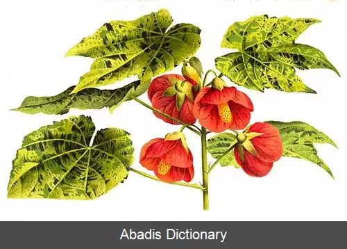 عکس ابوتیلون داروینی
