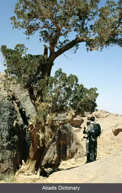 عکس سرو صحرا