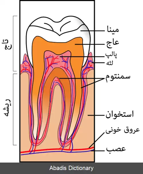 عکس مغز دندان
