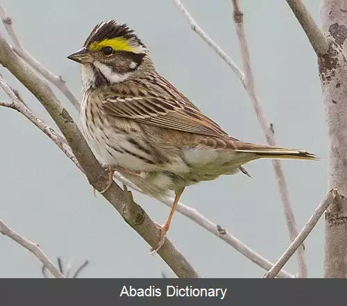 عکس زردپره ابروزرد