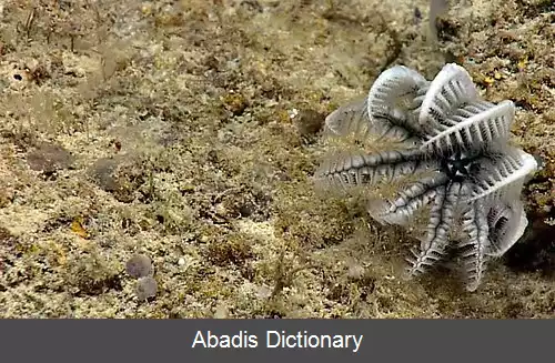 عکس زنبق دریایی سانان کوتاه