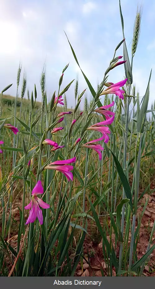 عکس گلایول ایتالیایی