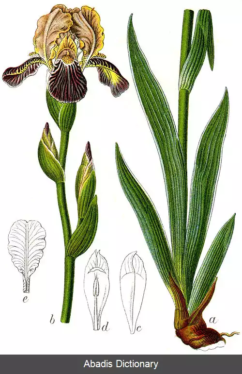 عکس زنبق پیر خوشبو