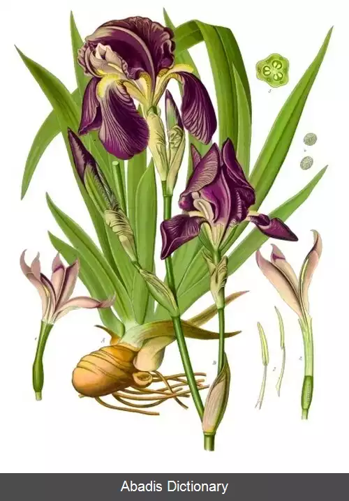 عکس زنبق ریشوی آلمانی