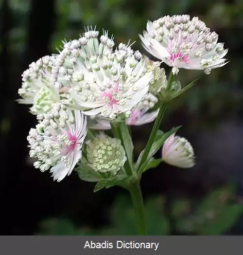 عکس ستاره گون