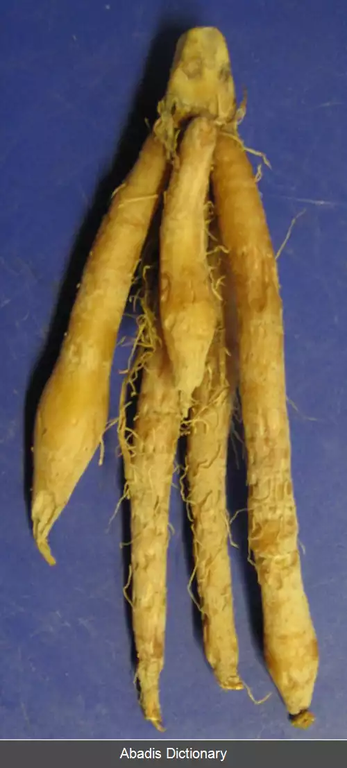 عکس زنجبیل چینی