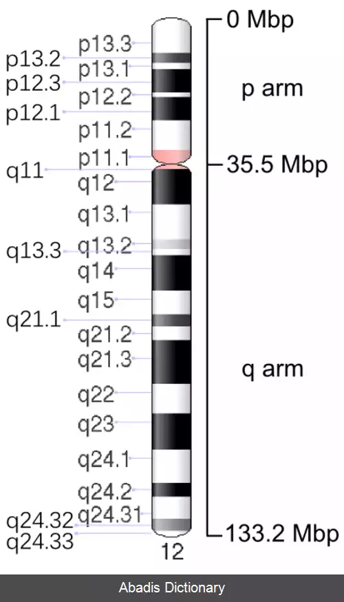 عکس کروموزوم ۱۲ (انسان)
