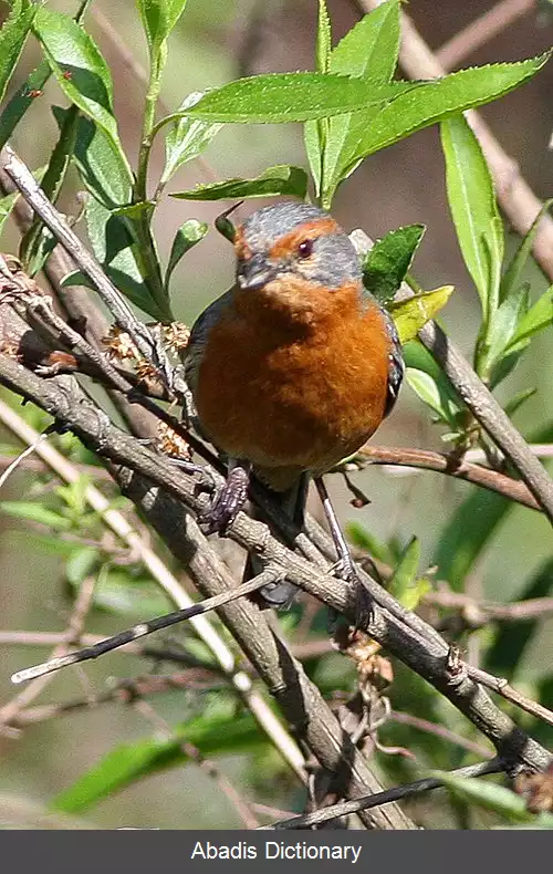 عکس سهره چهچهه زن ابروزنگاری