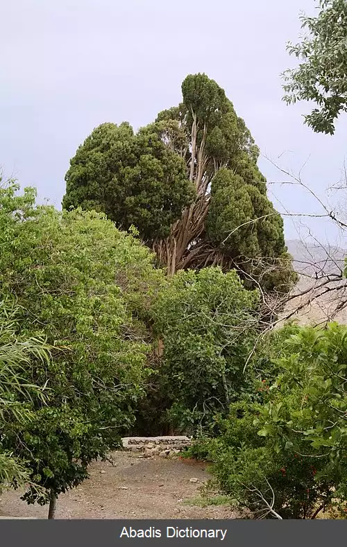 عکس سروتمین