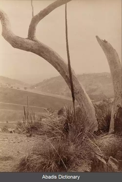 عکس کانگاریلا استرالیای جنوبی