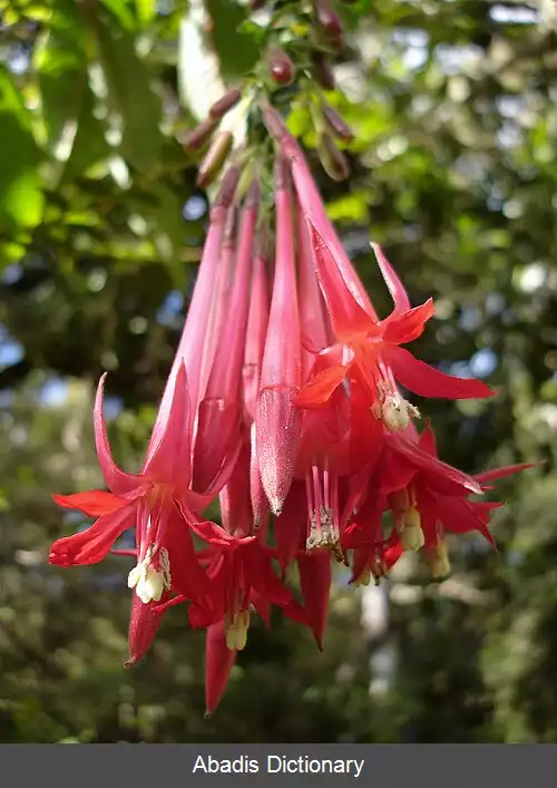 عکس فوچسیا بولیویانا