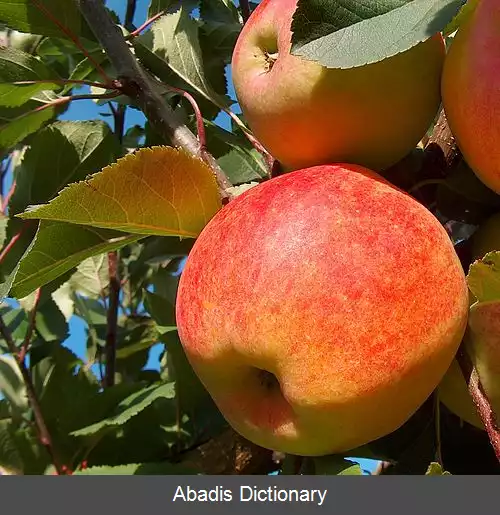 عکس سیب چمپیون